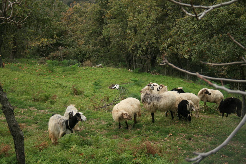 Agriturismo San Cataldo Motta Camastra Kültér fotó